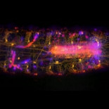 Graban el sistema nervioso de la larva de una mosca de la fruta mientras se mueve (ING)