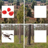 Descubren cómo el cerebro manipula nuestros recuerdos