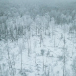 Bialowieza: vida y muerte en un antiguo bosque polaco