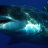 Un estudio confirma que los tiburones blancos temen a las orcas