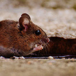 Los ratones tienen ‘personalidad’