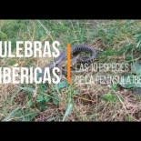 Culebras Ibéricas. Las 10 especies de culebras de la península