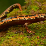 Criaturas que se creían extintas fueron halladas en la “Ciudad Perdida” de Honduras