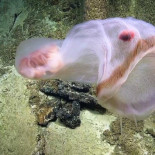 La medusa Deepstaria cambia de forma  [eng]