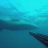Un buceador se encuentra una ballena en el cabo de Ogoño, en Elantxobe(VIZCAYA)