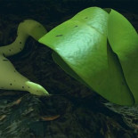 La minibiosfera china en la Luna consiguió dos hojas de algodón