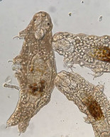 Dos tardígrados alimentándose de un tercero [ENG]
