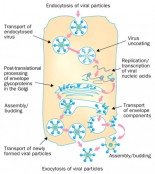 El culebrón de la hidroxicloroquina para la COVID-19