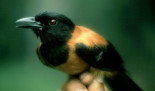 Pitohui encapuchado, una de las pocas aves tóxicas del mundo (eng)