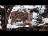 El lince del Himalaya filmado por primera vez cazando un Markhor, Pakistán [Eng]