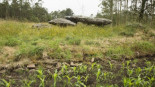 Destrozan parte de la coraza del dolmen Pedra da Arca con un cultivo de maíz