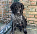 ¿Estás pensando tener un perro? Diez situaciones en las que imaginarte antes de dar el paso