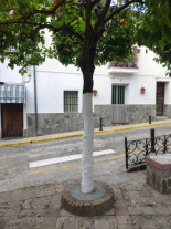 Tapan con hormigón los alcorques de los naranjos en El Bosque