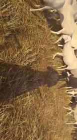 Llevo días con la intención de hacer un post sobre esas malas personas que matan a nuestros mastines