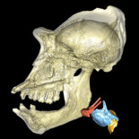 Las cajas de voz de los primates están evolucionando a un ritmo rápido