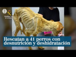 La Guardia Civil rescata a 41 perros con desnutrición y deshidratación en Toledo