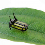 Beetlebot transporta cargas pesadas utilizando músculos artificiales que funcionan con alcohol (ING)