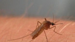 Un experto avisa: la Fiebre del Nilo podría extenderse por toda España