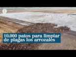 10.000 patos limpian de plagas los arrozales de Tailandia