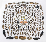 Los gatos domésticos mataron a los 232 animales de esta foto en solo un año