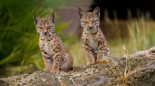 Detectan una hembra primeriza de lince ibérico con 5 cachorros en Ciudad Real