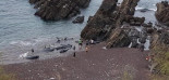 Varamiento masivo de calderones tropicales en la cala Morís, en Carreño (Asturies)