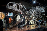 Adjudicado por 3 millones de euros un esqueleto de alosaurio en París