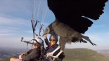 UN BUITRE SE DA UN PASEO CON PARAPENTISTAS ... ¡Gracias por el paseo! (Ing)