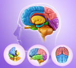 "Los 'nativos digitales' son los primeros niños con un coeficiente intelectual más bajo que sus padres"