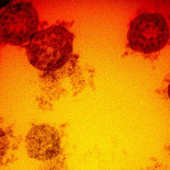 ¿Por qué el coronavirus se propaga ahora con tanta velocidad?