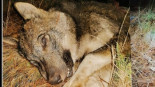 Localizan un cachorro de lobo en Cualedro, "reventado de un disparo a bocajarro"