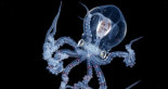 Fotos de un pulpo transparente (ENG)