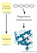 Alphafold2, la historia del año de IA explicada