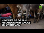 200 vacas pisotean a aldeanos hindúes en un ritual de la India