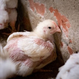 Pateados y estrangulados en granja alemana