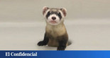 Científicos clonan por primera vez en EEUU un animal en vías de extinción