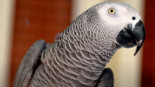 Un loro estadounidense perdido durante años vuelve a casa hablando español