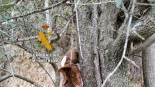 Dos detenidos por ahorcar a un perro en Almogía y alegar "que no servía para la caza"