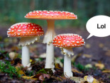 Resulta que los hongos saben hablar, literalmente. Y que se comunican con 50 palabras distintas