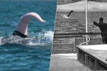 Todas aquellas historias de monstruos marinos emergiendo del océano... eran en realidad penes de ballena