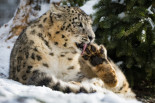 Una impresionante filmación del leopardo de las nieves en el Monte Everest