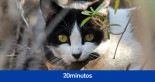 Defensores de la biodiversidad critican la ley de bienestar animal por proteger a los gatos de la calle: "Son los depredadores más dañinos"
