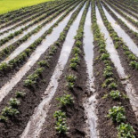 Por qué Murcia no puede enseñar "eficiencia hídrica"