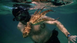 El pulpo: un animal de nueve cerebros y con un Óscar de Hollywood