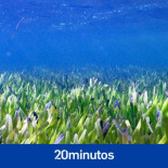 Descubren en Australia la planta más grande del mundo, que mide tres veces Manhattan