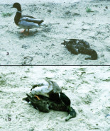 5 de junio, Día del Pato Muerto [ENG]