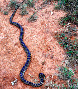 Ibiza: de ser la isla sin serpientes a estar infestados