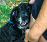 La protectora Os Biosbardos, pide ayuda tras llegar a una situación límite. Atiende a más de 600 animales abandonados