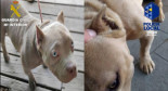 Más de cuarenta denuncias en una exposición canina en San Mateo (Gran Canaria)