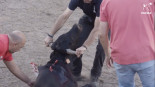 Salvajismo en la becerrada de Vinuesa: aficionados torturan a un toro hasta que deciden matarlo
